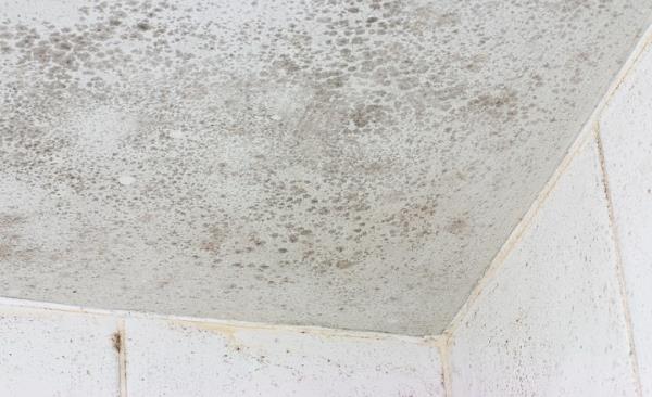 Mold Remediation by Best Option Restoration of RVA