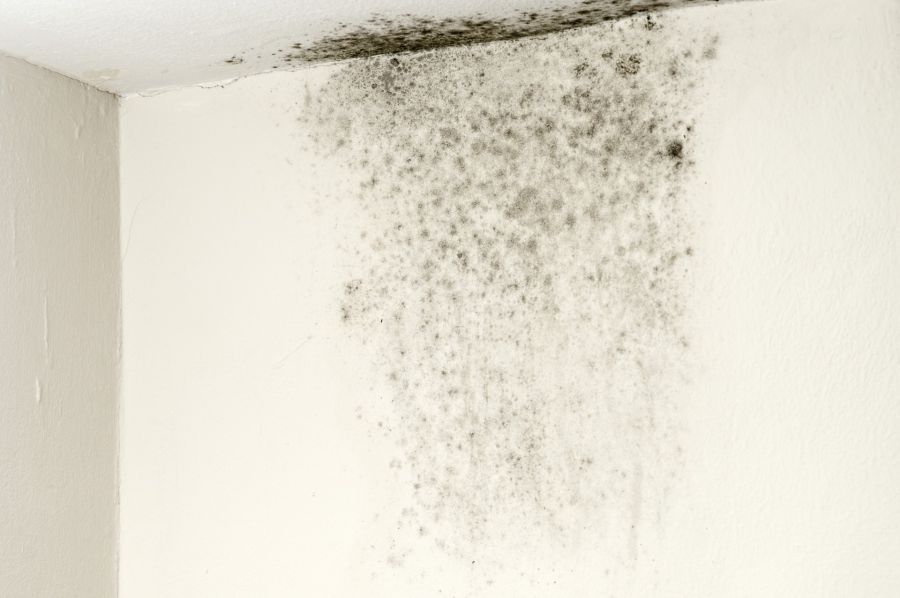 Mold Remediation by Best Option Restoration of RVA